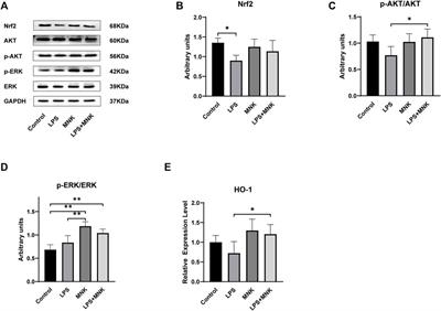 2-Methyl Nonyl Ketone From Houttuynia Cordata Thunb Alleviates LPS-Induced Inflammatory Response and Oxidative Stress in Bovine Mammary Epithelial Cells